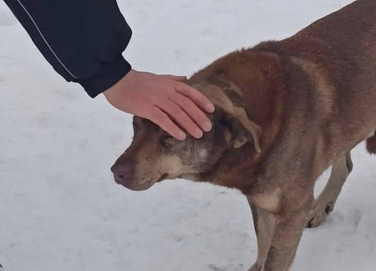  Полиция начала проверку после массового убийства собак в Люберцах