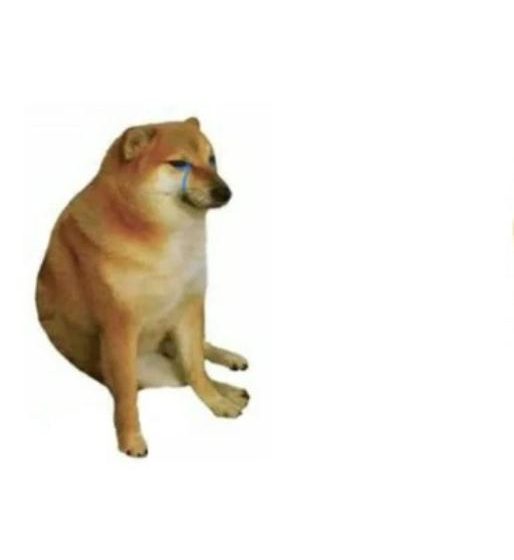  В Гонконге умерла сиба-ину, известная по мему Cheems