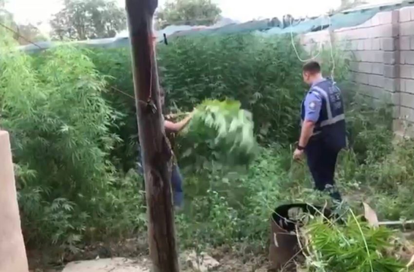  В Казахстане обнаружили 2 тонны конопли беспилотником