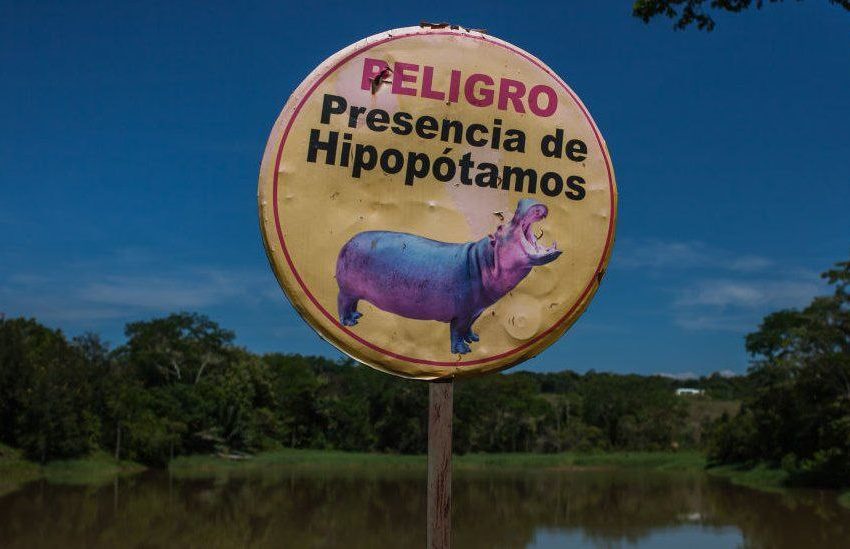 В Колумбии усыпят бегемотов Пабло Эскобара