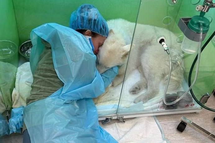  В США сотни собак заболели неизвестным вирусом