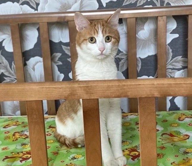  РЖД запретит проводникам высаживать животных из поезда после смерти кота Твикса