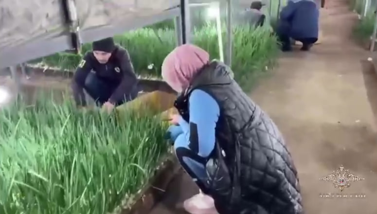  В Кашире 21 мигранта без документов нашли в теплице с зеленым луком