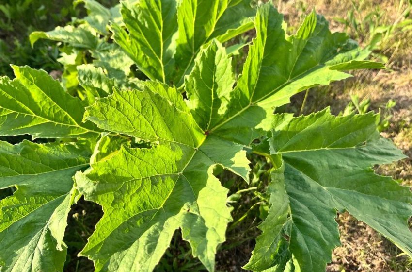  В Подмосковье от борщевика обработали почти 22 тысячи гектаров.