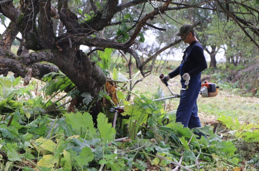  Почти 28 тысяч гектаров обработали от борщевика в Подмосковье.