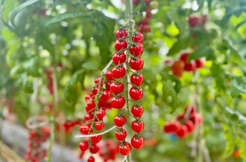  Подмосковье вошло в топ-3 лидеров по количеству производителей органической продукции в России.