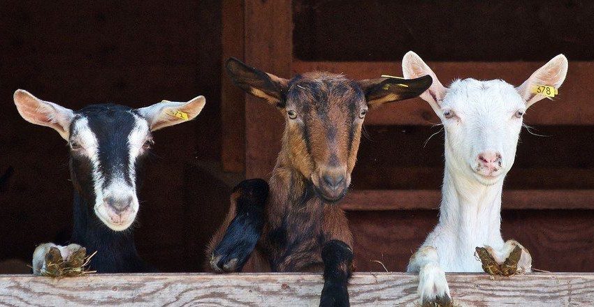  В Подмосковье туристы могут посетить 52 фермы. 