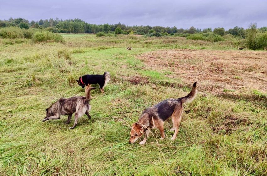 В Подмосковье доставлены 37 собак из приюта в Курской области. 