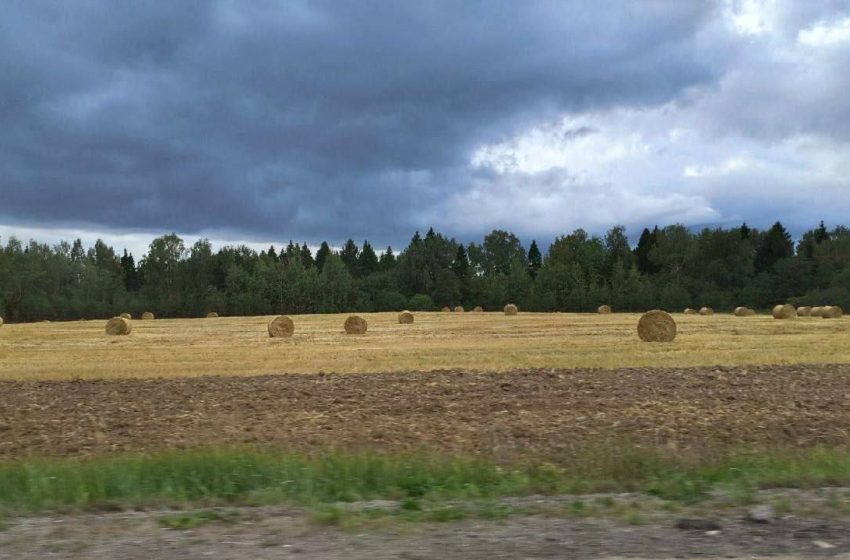  Почти 1,5 тысяч многодетных подмосковных семей получили земельные участки с начала года.