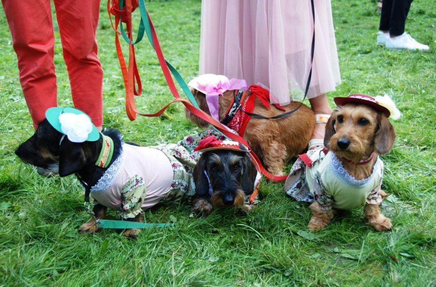  В Подмосковье завершился фестиваль «Таксы Чехова».  
