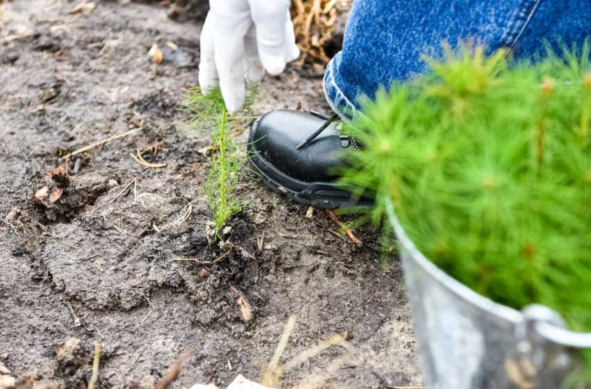  В Подмосковье высадили 25-миллионное дерево. 