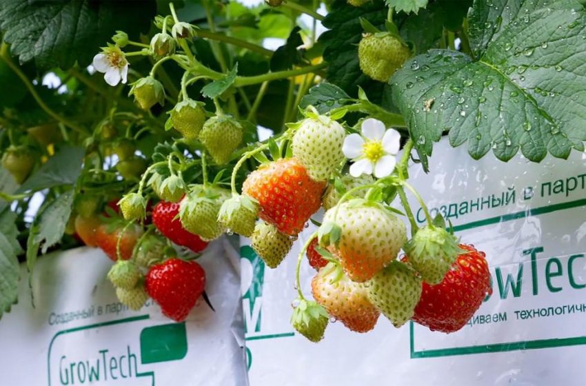  В Подмосковье аграрии за сезон собрали 1 800 тонн плодовых и ягод. 