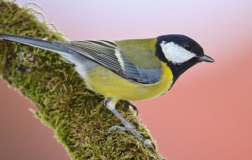  Подмосковье присоединилось к проекту по защите птиц. 