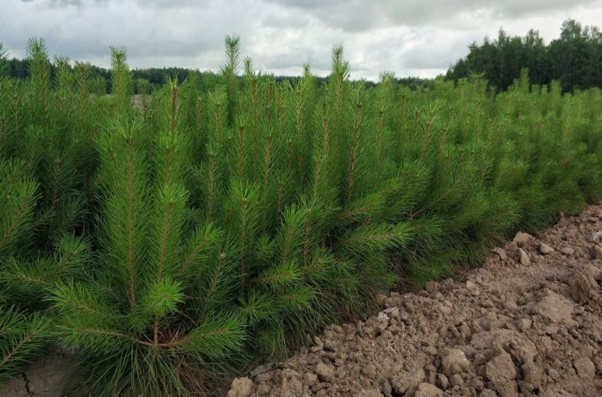  Около 11 миллионов сеянцев вырастили в подмосковных лесных питомниках. 