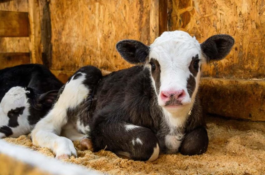  В Подмосковье запустили реестр племресурсов.