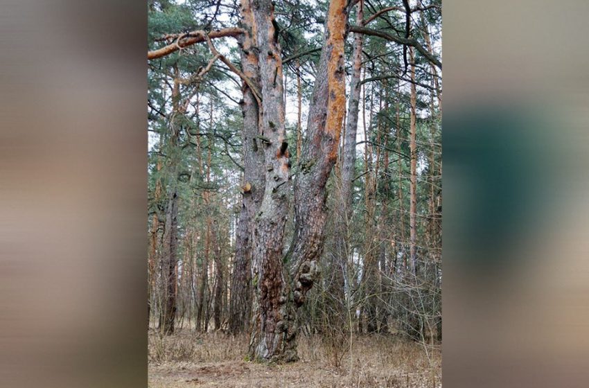  В Серпухове нашли одну из самых древних в России сосен. 