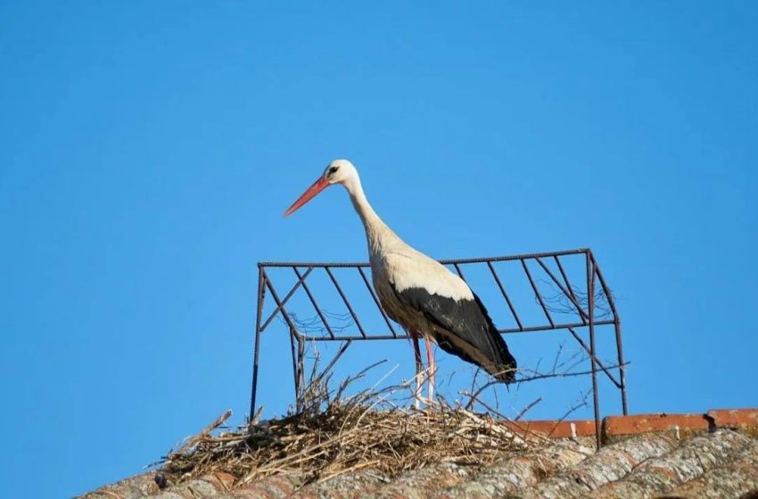  В Подмосковье выявили более 9 тысяч местообитаний охраняемых видов. 