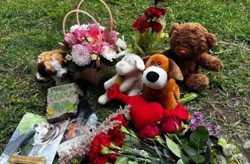  Неизвестный в пасхальную ночь отравил собак