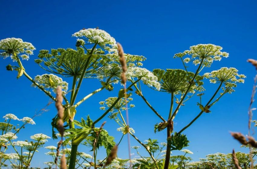  В Петербурге борщевик теперь ищут нейросети