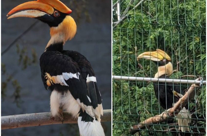  В Петербурге разыскивают экзотическую птицу-носорога