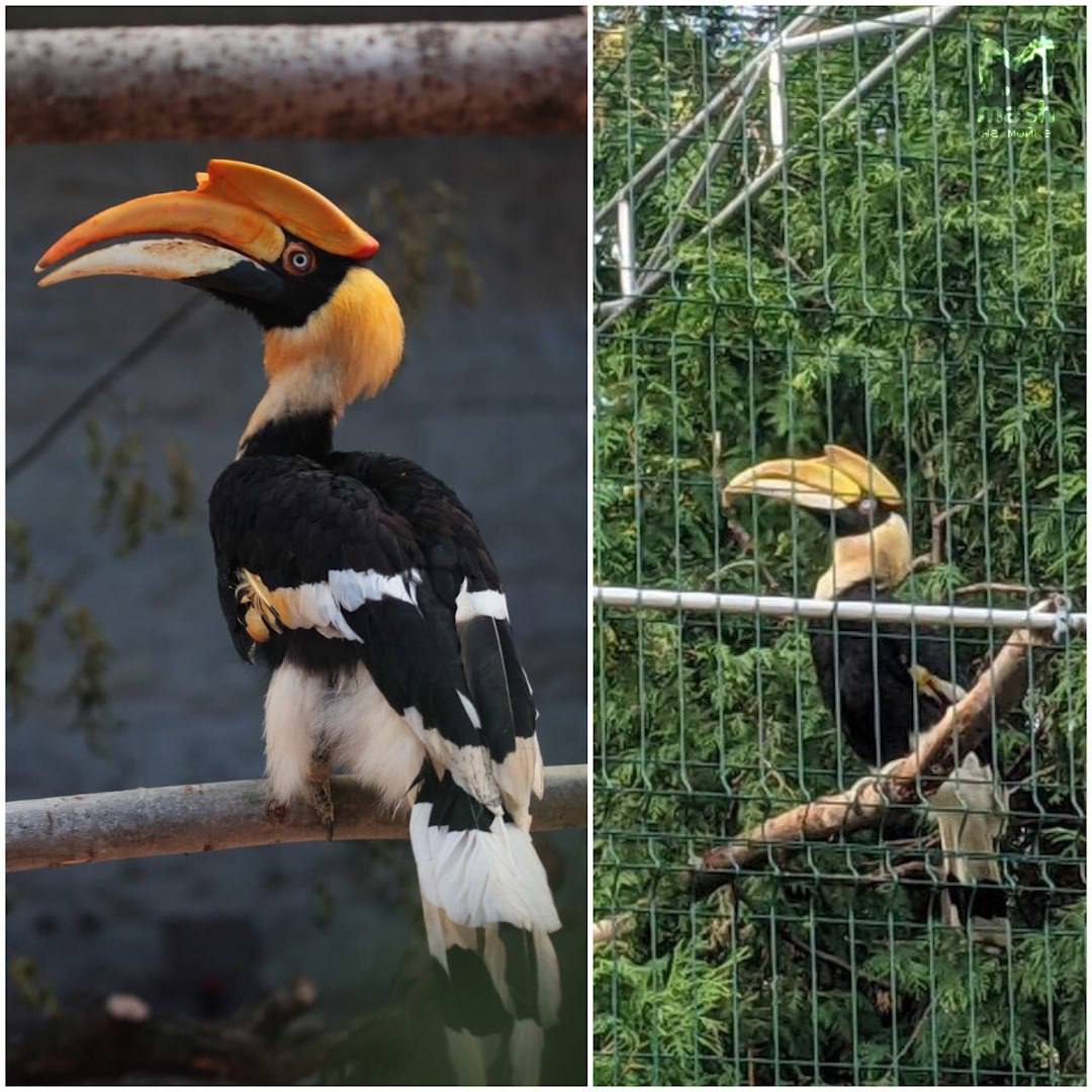 птица-носорог