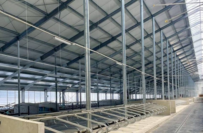  В Подмосковье запустили молочно-товарную ферму на 800 дойных коров с инвестициями более 3 миллиардов рублей