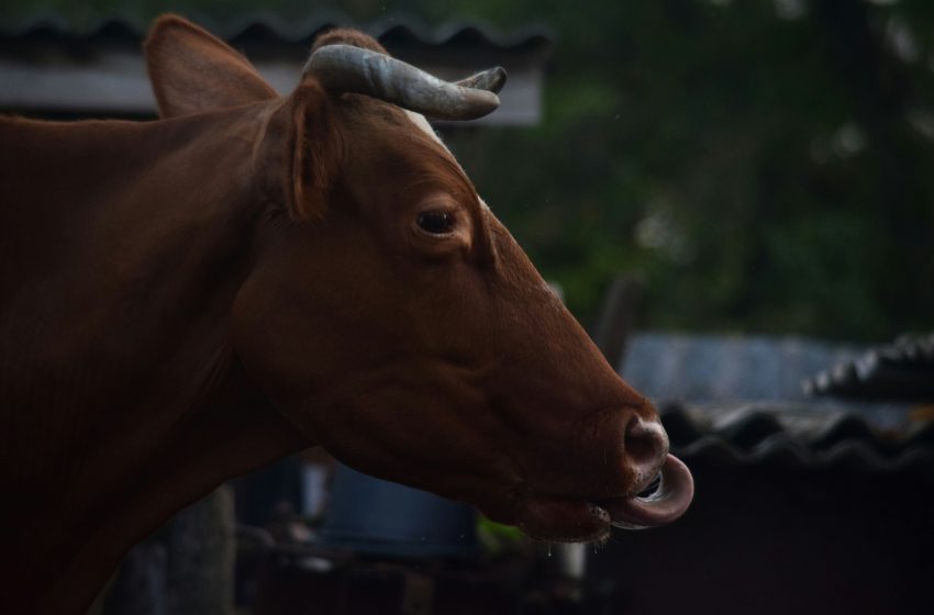  В Китае зафиксировали вспышку ящура — болезнь нашли на северо-западе страны