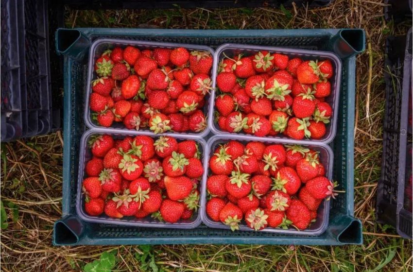  Ягодный бизнес Подмосковья: как технологии и господдержка обеспечивают круглогодичный урожай